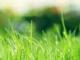 了不起的蓋茨比(了不起的蓋茨比電影免費(fèi)觀(guān)看)