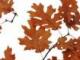 今年重陽節(jié)(今年重陽節(jié)是第幾個(gè)老人節(jié))