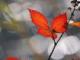 嚴(yán)歌苓 芳華(嚴(yán)歌苓 芳華 愛(ài)情)